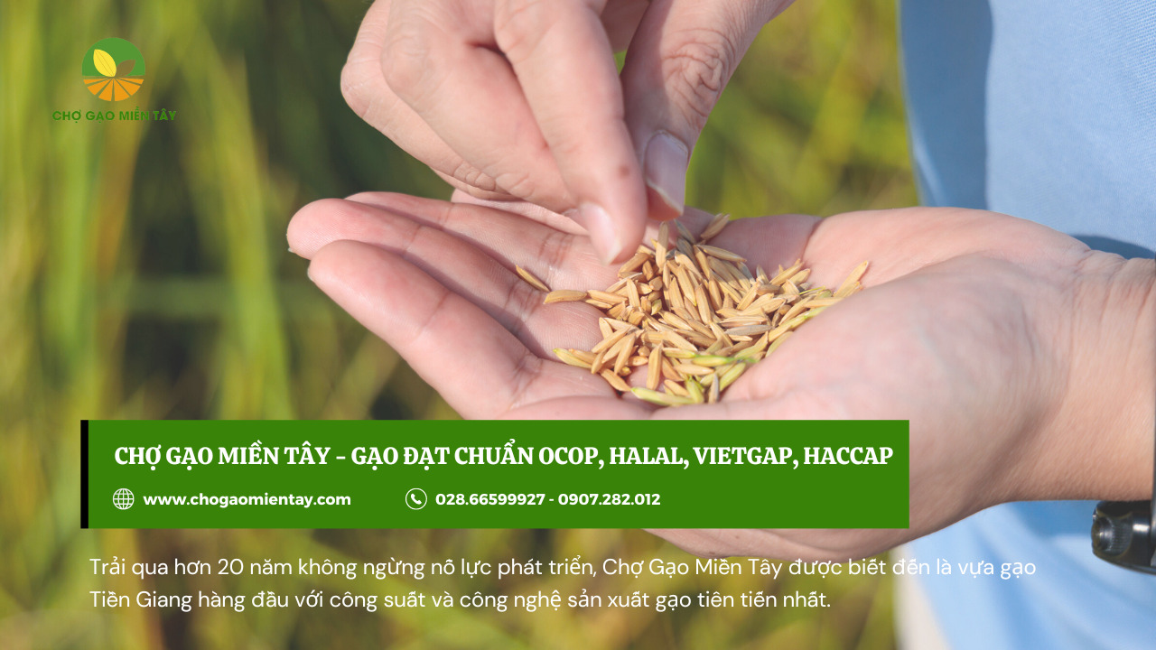 Mở đại lý gạo cần những gì? Hướng dẫn cách mở đại lý gạo 6 cho gao mien tay cung cap gao lam dai ly kinh doanh gao