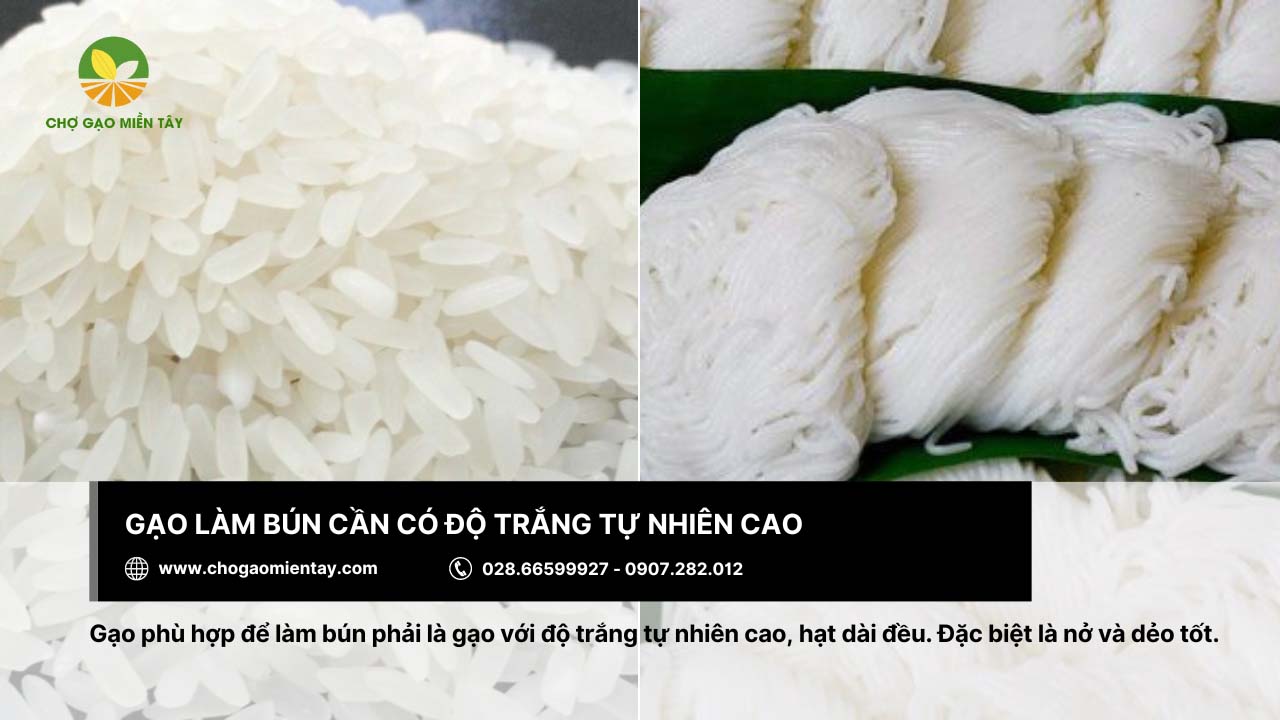 Gạo làm bún là gì? Bảng giá các loại gạo làm bún phổ biến 3 Gạo làm bún cần đạt về độ trắng tự nhiên cao