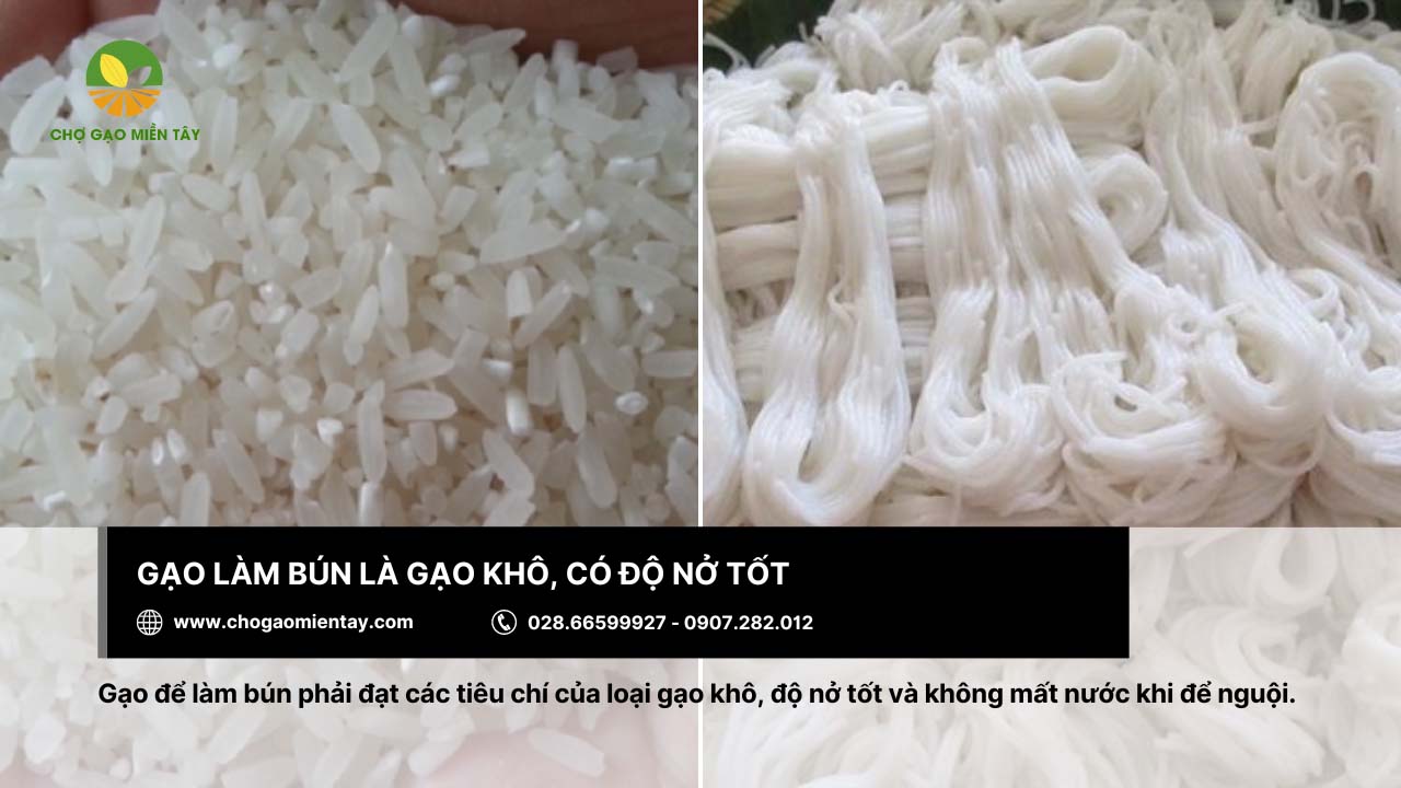 Gạo làm bún là gì? Bảng giá các loại gạo làm bún phổ biến 4 Khi làm bún nên chọn loại gạo khô và có độ nở tốt