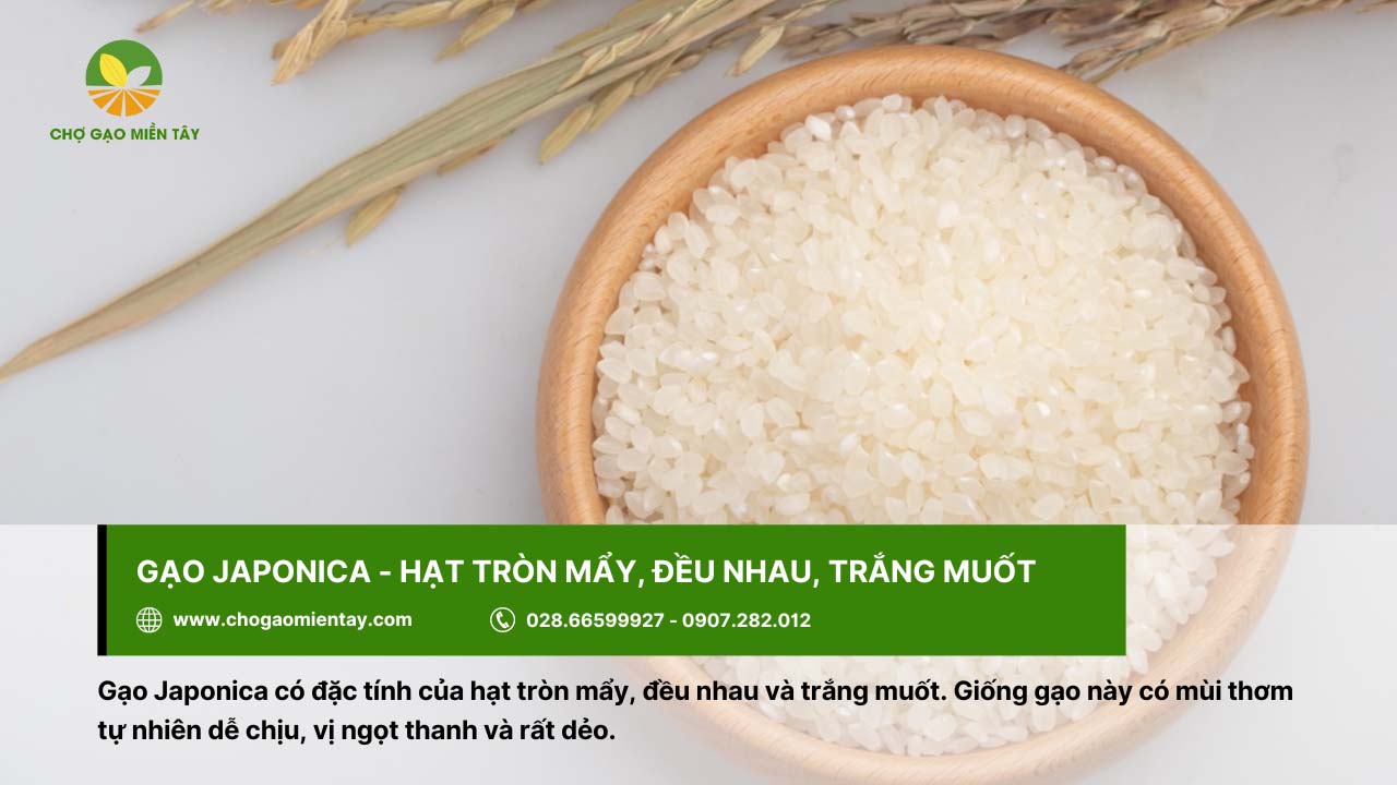 Top 12 gạo dẻo thơm được người Việt Nam lựa chọn 3 Gạo Japonica dẻo, có mùi thơm tự nhiên