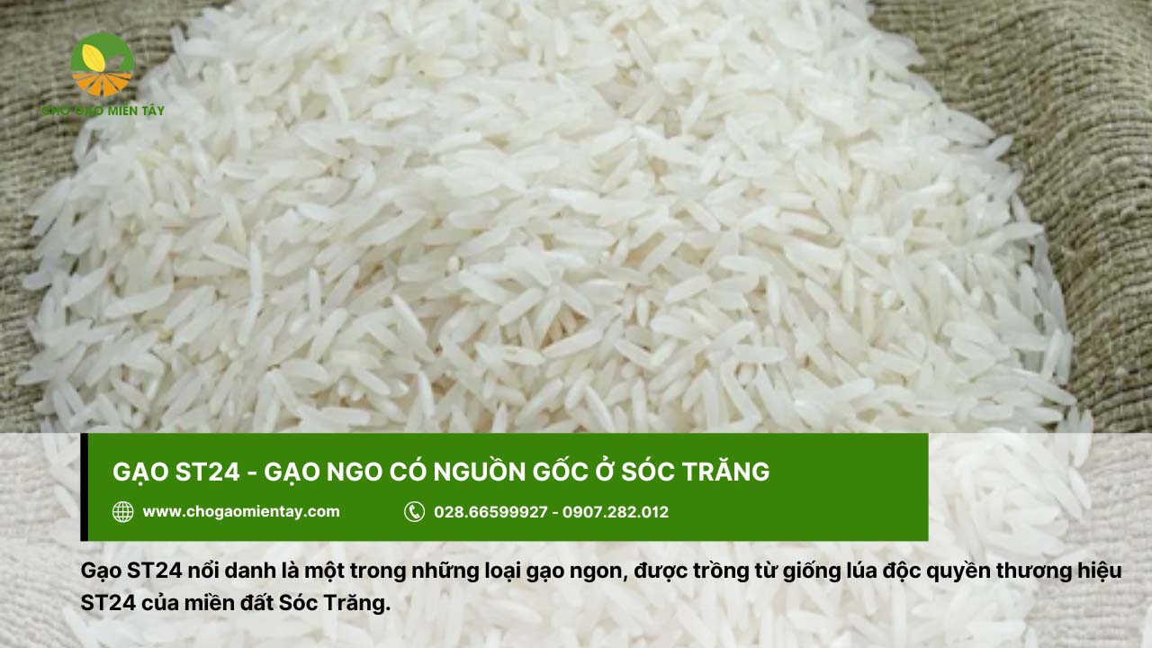 Top 12 gạo dẻo thơm được người Việt Nam lựa chọn 4 Gạo ST24 cho cơm dẻo, vẫn không bị cứng khi để nguội