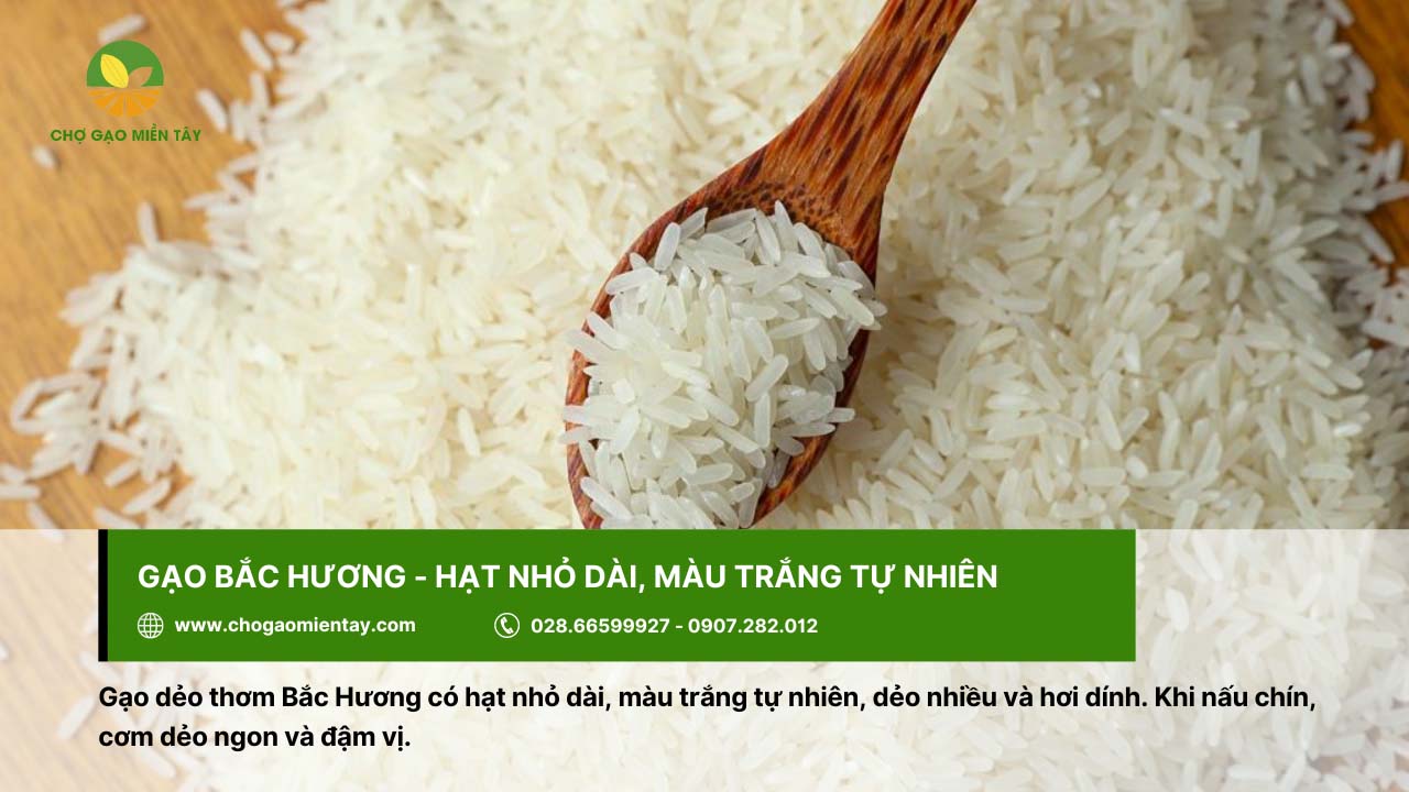 Top 12 gạo dẻo thơm được người Việt Nam lựa chọn 6 Gạo Bắc Hương cho cơm dẻo và đậm vị