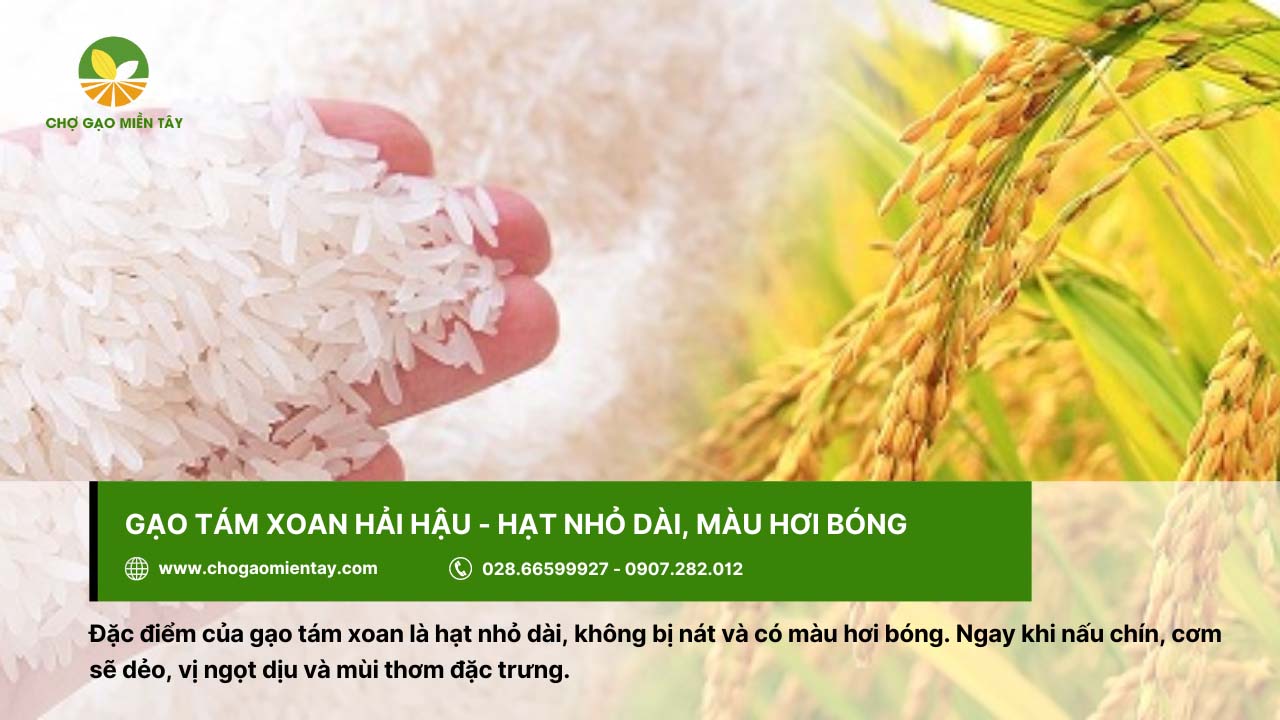 Top 12 gạo dẻo thơm được người Việt Nam lựa chọn 7 Gạo tám xoan cho cơm với vị ngọt dịu