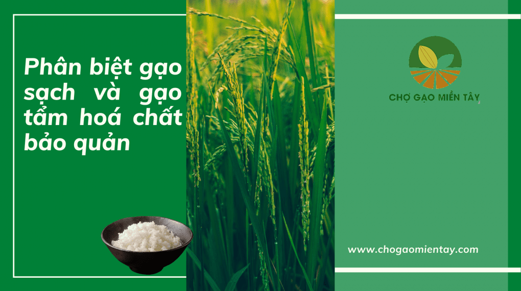 Cách nhận biết gạo chứa hoá chất bảo quản 1 Phân biệt gạo sạch và gạo tẩm hoá chất bảo quản
