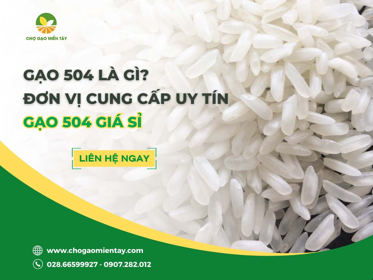 Gạo 504 1 Gạo 504 là gì? Đơn vị cung cấp gạo 504 giá sỉ uy tín