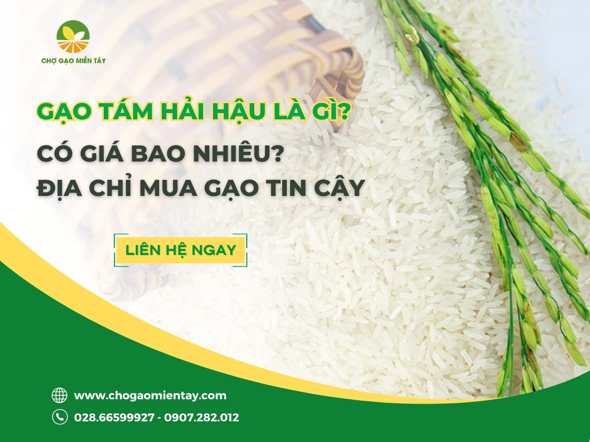Gạo Tám Hải Hậu 1 Gạo tám Hải Hậu là gì? Có giá bao nhiêu? Địa chỉ mua gạo tin cậy