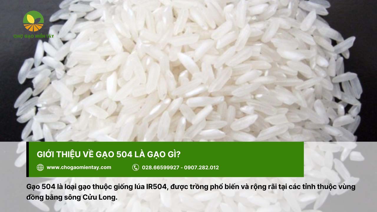 Gạo 504 2 Gạo 504 là loại gạo thuộc giống lúa IR504