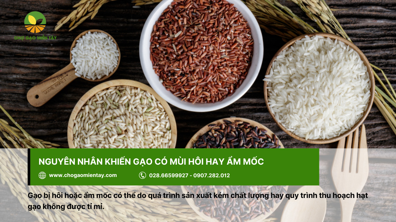 Cách khử mùi hôi của gạo, gạo bị mốc hiệu quả 2 Gạo bị hôi có thể do quy trình sản xuất kém chất lượng