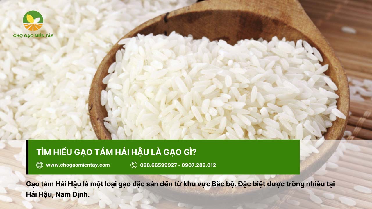 Gạo Tám Hải Hậu 2 Gạo tám Hải Hậu là loại gạo nổi tiếng ở vùng Bắc bộ