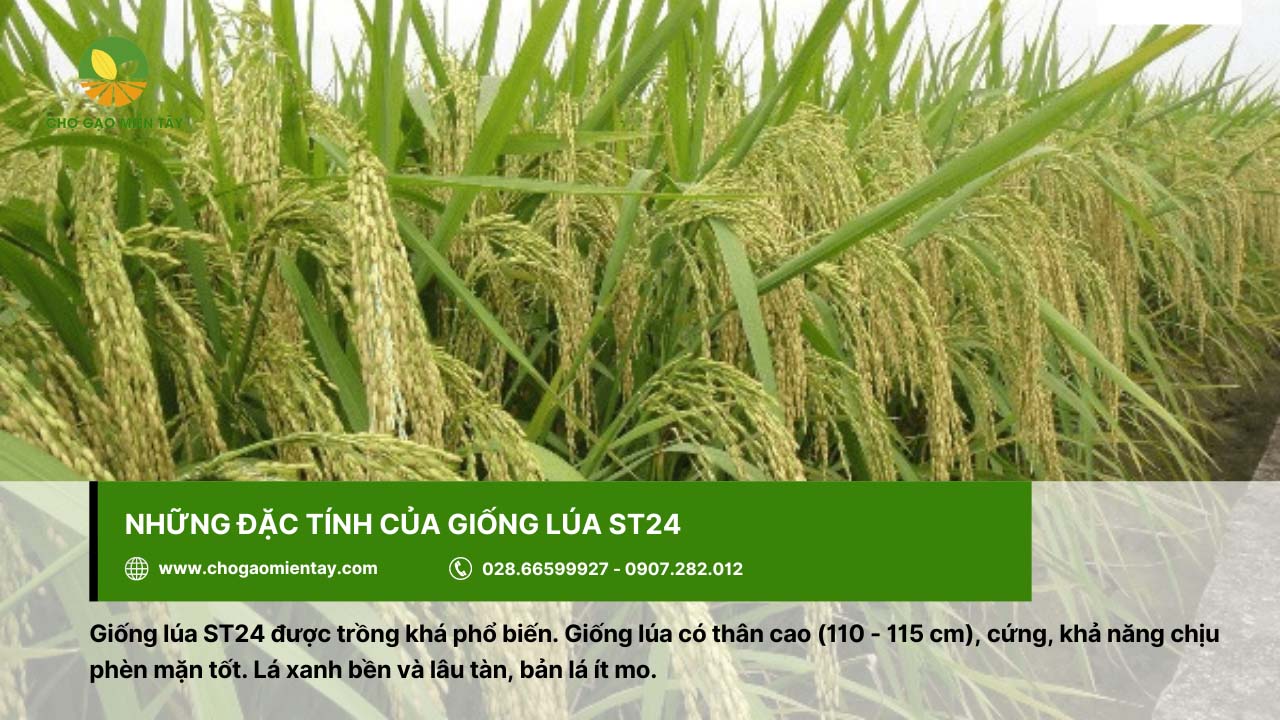 Đặc tính giống ST24 và kỹ thuật giúp gieo trồng hiệu quả hiện nay 2 Giống lúa ST24 có thân cao khoảng 110 - 115 cm