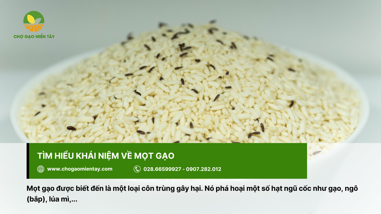 Gạo Bị Mọt Có Ăn Được Không? Cách Diệt Mọt Gạo Đơn Giản, Hiệu Quả Nhất 2 Mọt gọt là loại côn trùng gây hại