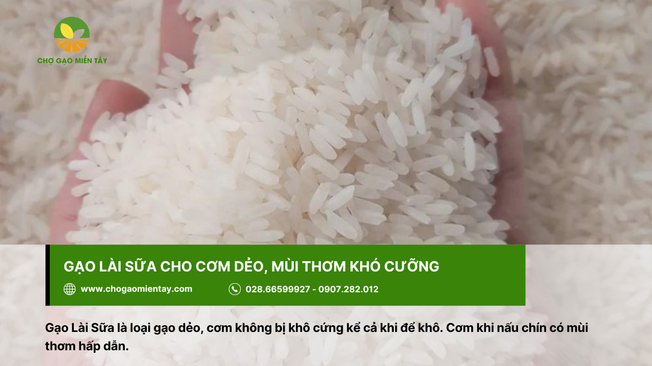 Tổng Hợp Các Tính Chất Của Các Gạo Phổ Biến Nhất 11 Gạo Lài sữa với mùi thơm khó cưỡng
