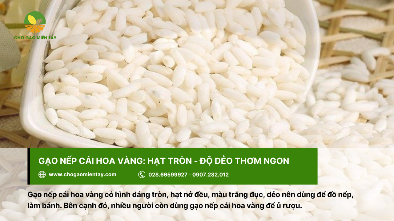 Gạo ngon ở Hà Nội mua ở đâu uy tín chất lượng 9 Gạo nếp cái hoa vàng dùng để làm bánh hoặc đồ xôi