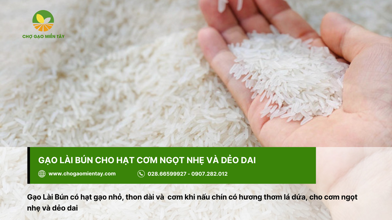 Tổng Hợp Các Tính Chất Của Các Gạo Phổ Biến Nhất 14 Gạo Lài Bún cho cơm ngọt, ngon, dẻo dai