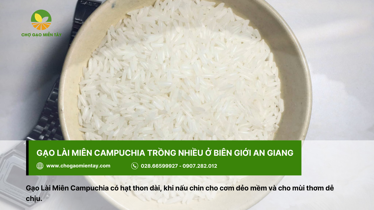 Tổng Hợp Các Tính Chất Của Các Gạo Phổ Biến Nhất 15 Gạo Lài Miên Campuchia được trồng nhiều ở biên giới của tỉnh An Giang