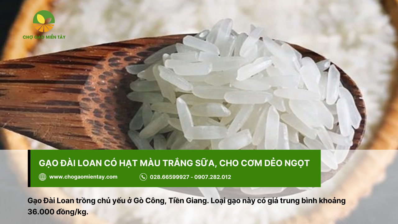 Tổng Hợp Các Tính Chất Của Các Gạo Phổ Biến Nhất 16 Gạo Đài Loan với hạt màu trắng sữa