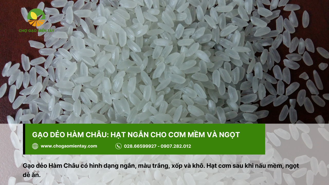 Top 10 các loại gạo ngon nhất Việt Nam được ưa chuộng 12 Gạo dẻo Hàm Châu dùng để chế biến cơm chiên hoặc các loại bánh