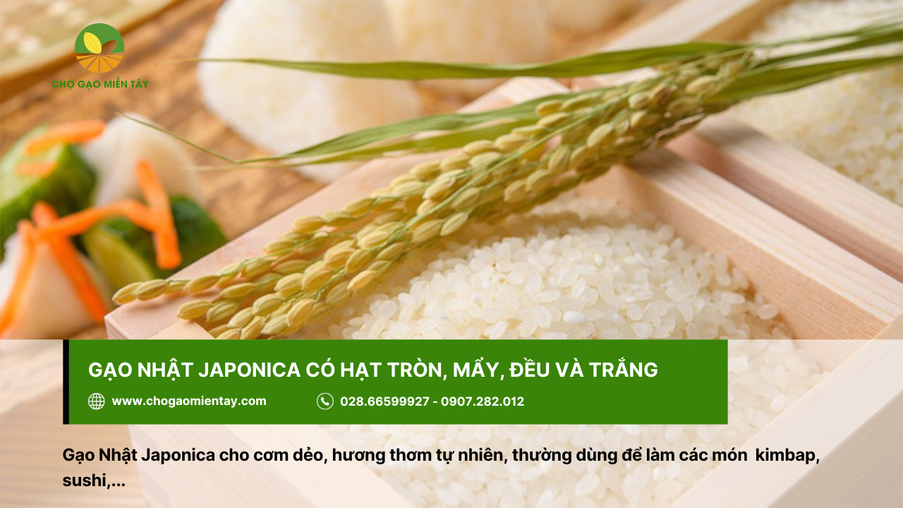 Tổng Hợp Các Tính Chất Của Các Gạo Phổ Biến Nhất 18 Gạo Nhật Japonica có hạt tròn, mẩy, trắng