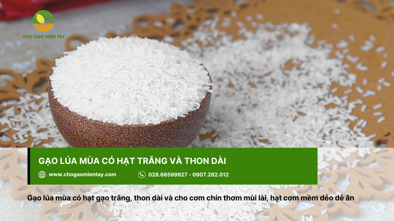 Tổng Hợp Các Tính Chất Của Các Gạo Phổ Biến Nhất 19 Gạo lúa mùa với hạt thon dài, có màu trắng