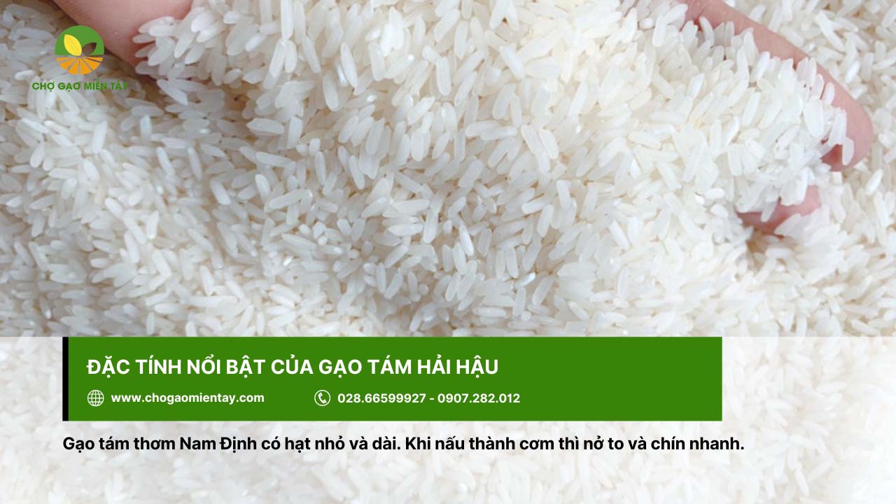 Gạo Tám Hải Hậu 3 Gạo tám Hải Hậu ở Nam Định có hạt nhỏ, dài