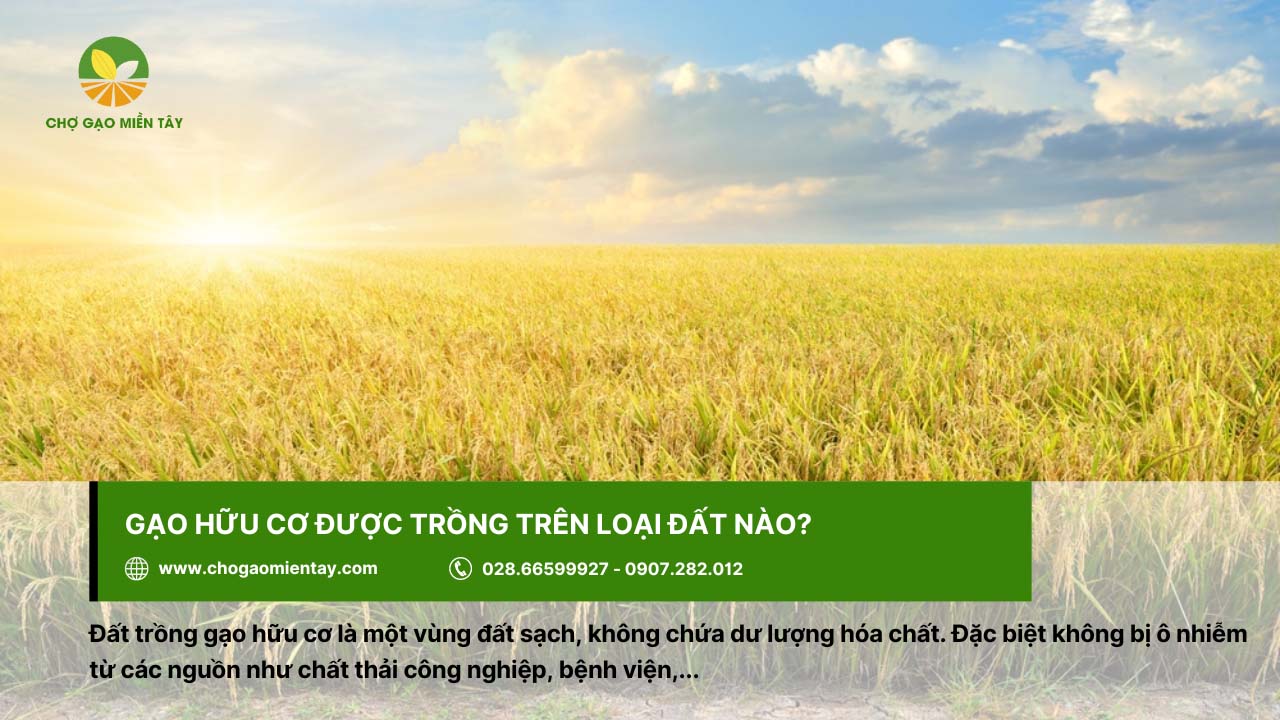 Gạo hữu cơ là gì? Có an toàn đối với sức khỏe người dùng? 4 Đất để trồng và thu hoạch gạo hữu cơ cần đảm bảo không bị ô nhiễm