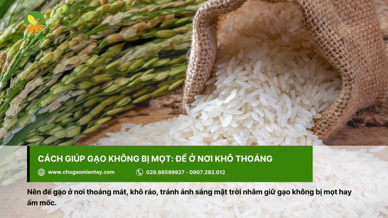 Bí quyết bảo quản gạo được lâu cả năm vẫn không bị sâu mọt 5 Giữ cho gạo không bị mọt thì nên để ở nơi thoáng mát