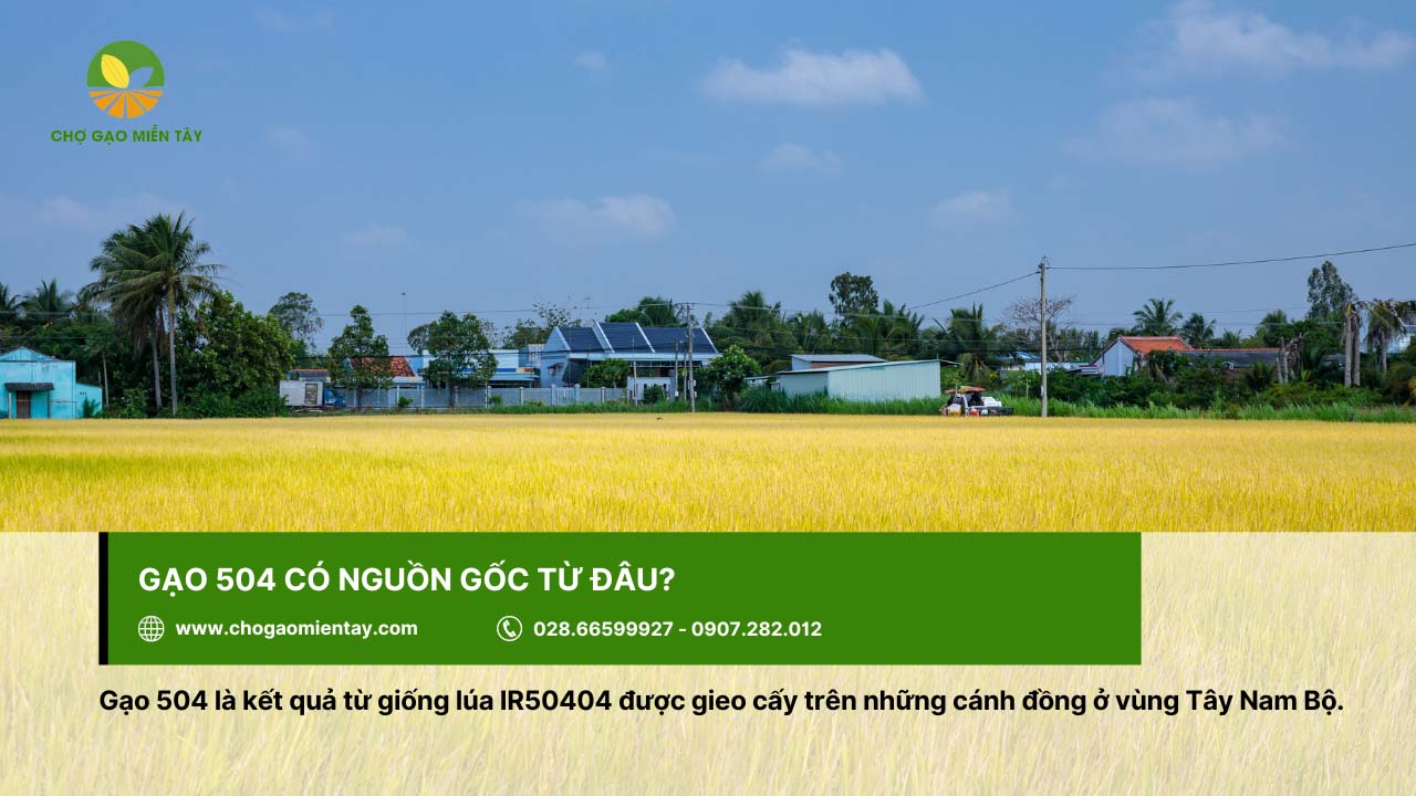 Gạo 504 3 Gạo 504 có xuất xứ từ Tây Nam Bộ với năng suất cao