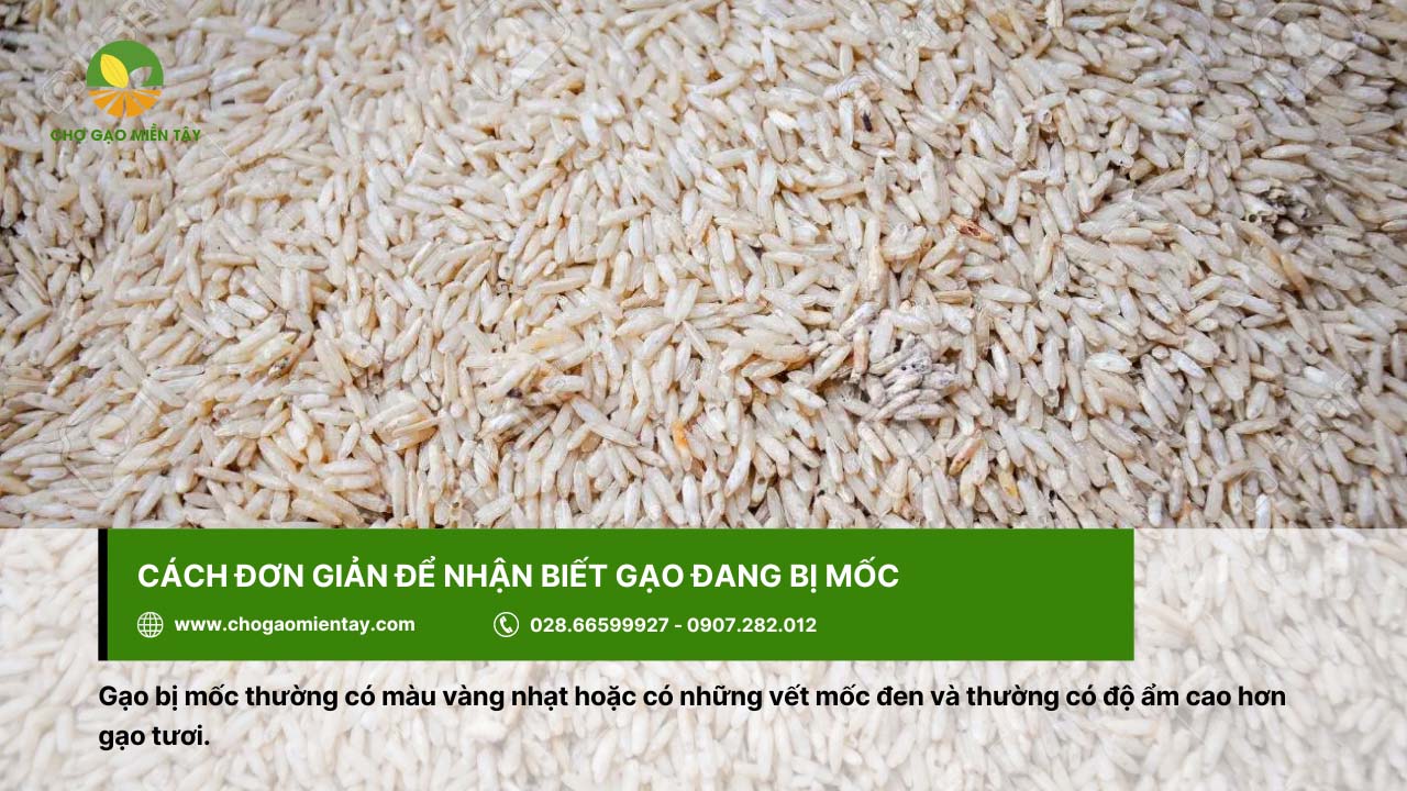Cách khử mùi hôi của gạo, gạo bị mốc hiệu quả 3 Gạo bị mốc sẽ có các vết mốc đen hoặc màu vàng nhạt