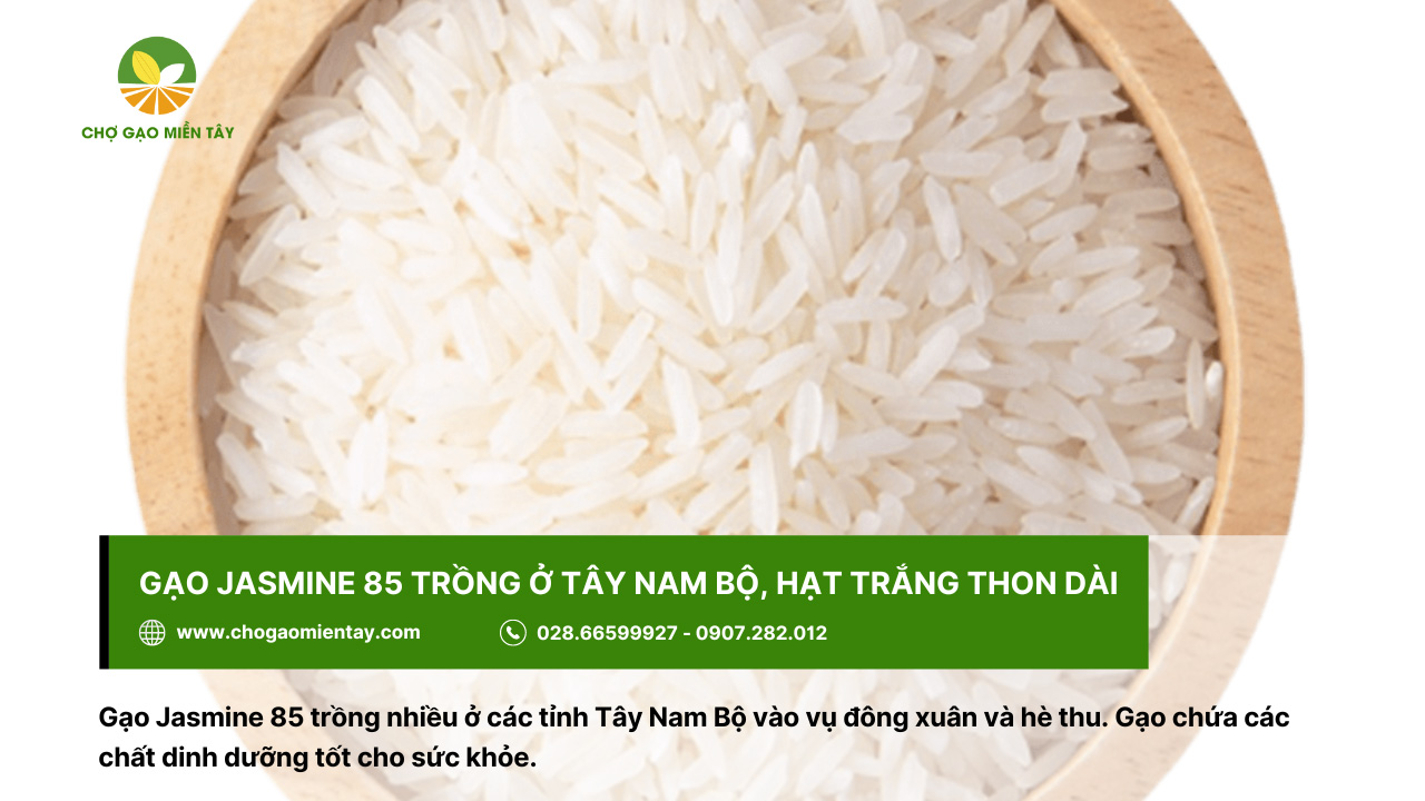 Top 10 các loại gạo ngon nhất Việt Nam được ưa chuộng 3 Gạo Jasmine 85 với hạt trắng thon dài