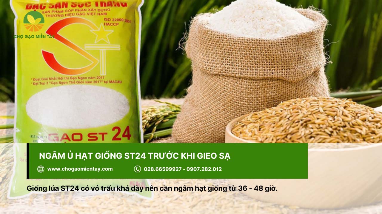 Đặc tính giống ST24 và kỹ thuật giúp gieo trồng hiệu quả hiện nay 3 Nên ngâm hạt giống ST24 trong khoảng thời gian từ 36 đến 48 giờ