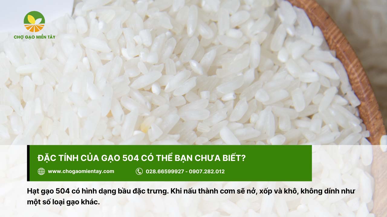 Gạo 504 4 3 gao 504 voi dac tinh no
