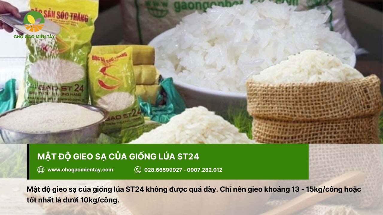 Đặc tính giống ST24 và kỹ thuật giúp gieo trồng hiệu quả hiện nay 4 Mật độ gieo sạ của giống lúa ST24 không được quá dày