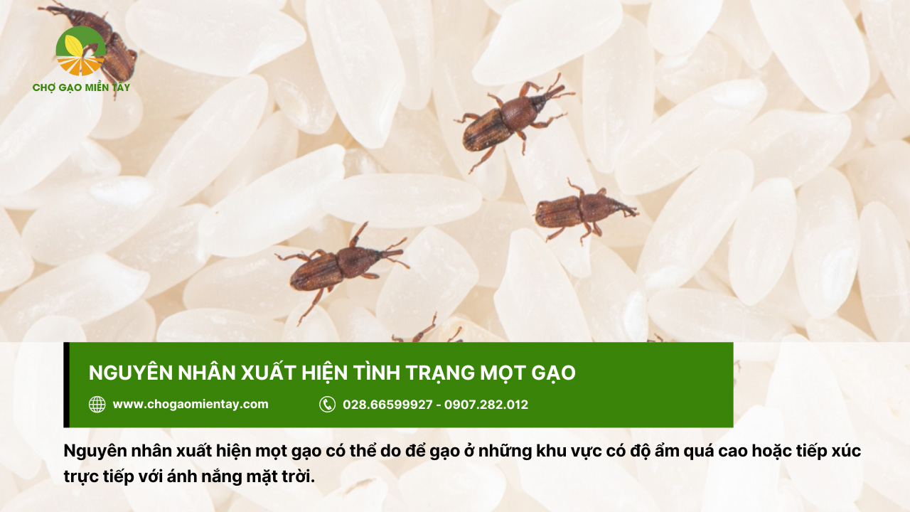 Bí quyết bảo quản gạo được lâu cả năm vẫn không bị sâu mọt 2 Nguyên nhân xuất hiện mọt gạo có thể do để ở nơi có độ ẩm cao