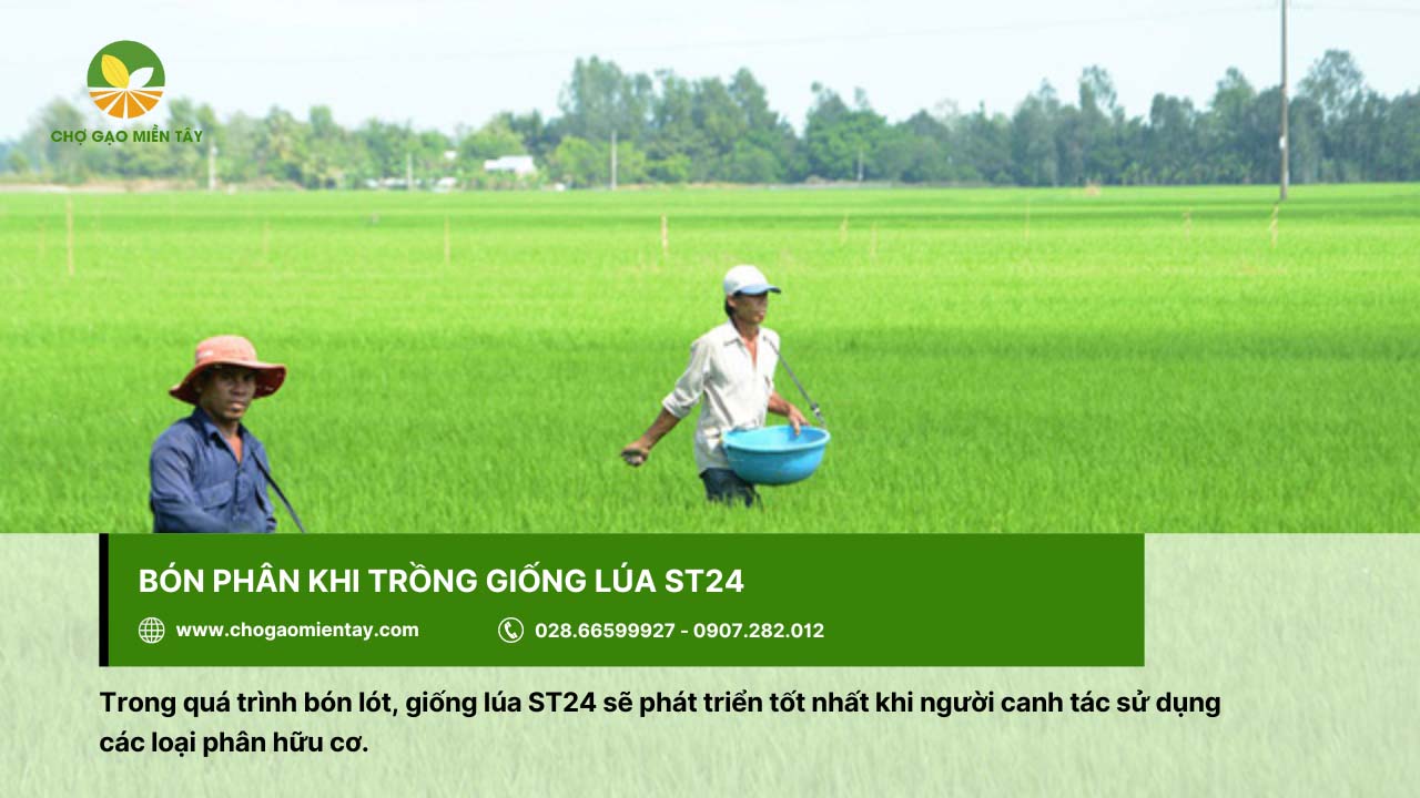 Đặc tính giống ST24 và kỹ thuật giúp gieo trồng hiệu quả hiện nay 5 Nên bón phân hữu cơ khi trồng giống ST24 trong quá trình bón lót