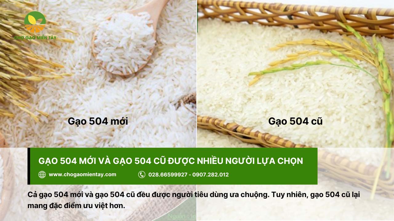 Gạo 504 5 Gạo 504 cũ được ưa chuộng hơn vì cho cơm nở nhiều