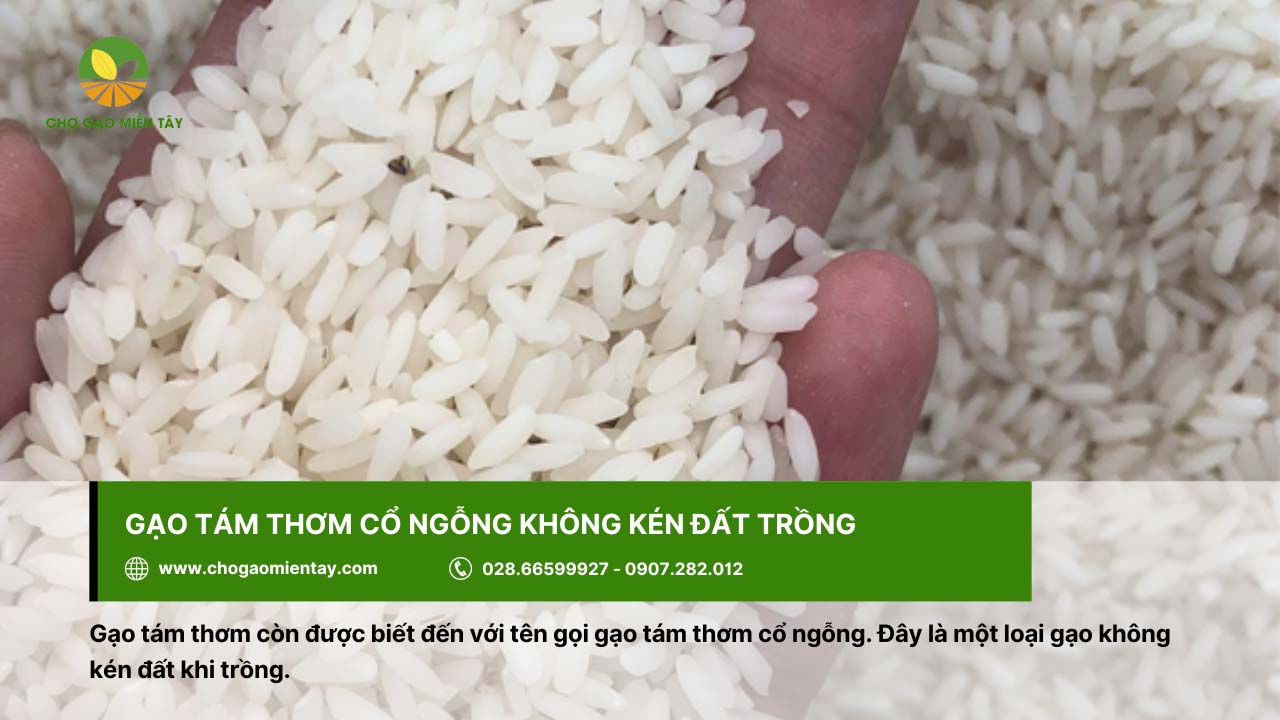 Gạo Tám Hải Hậu 5 Gạo tám thơm cổ ngỗng không kén đất trồng