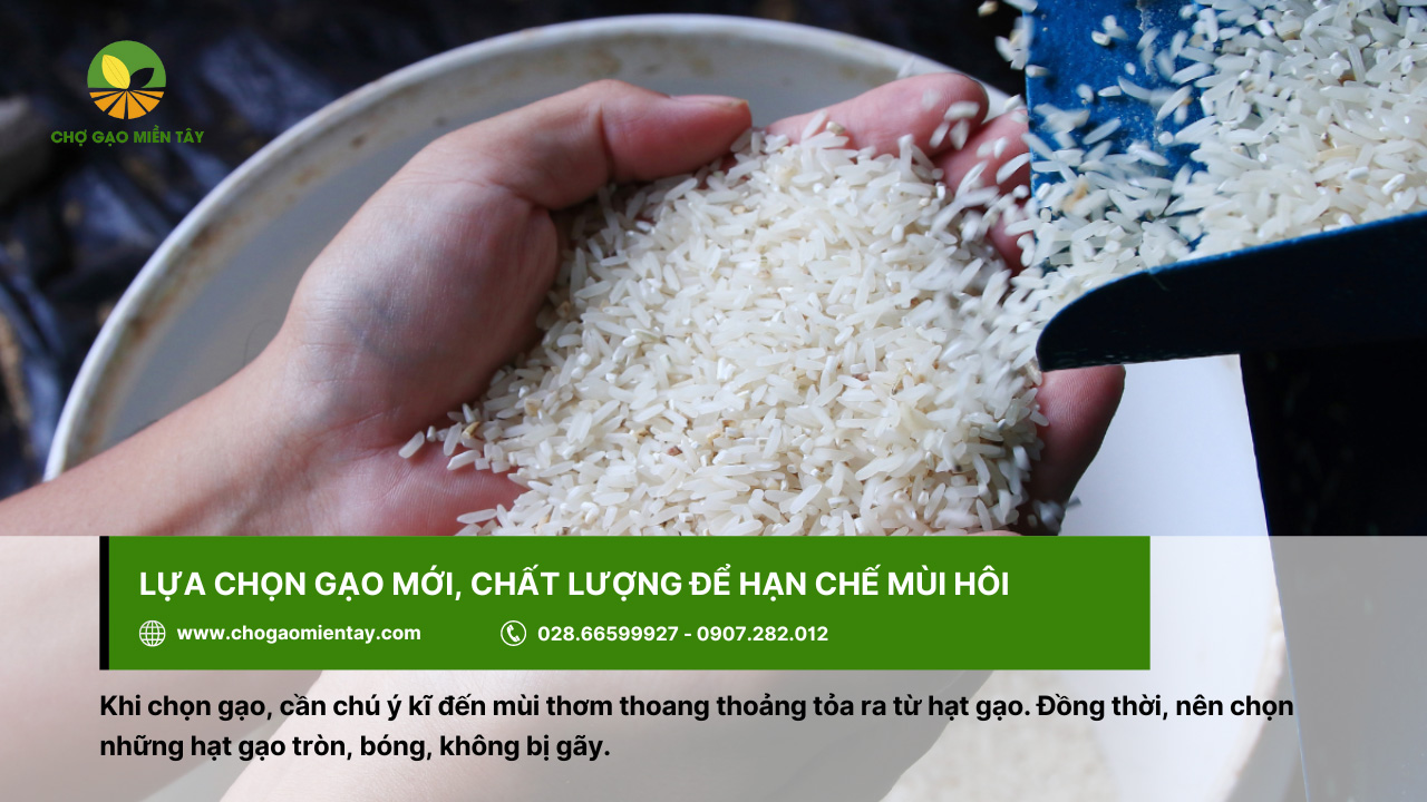 Cách khử mùi hôi của gạo, gạo bị mốc hiệu quả 9 Nên chọn loại gạo mới và chất lượng để tránh tình trạng bị hôi