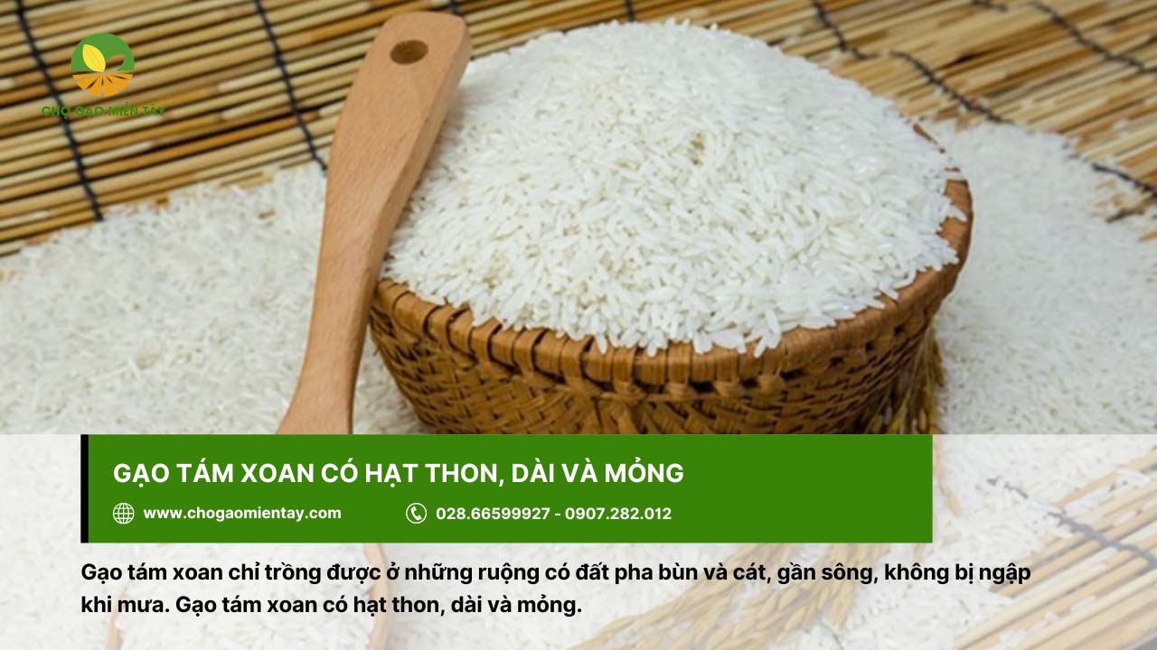 Gạo Tám Hải Hậu 6 Gạo tám xoan có hạt dài, thon