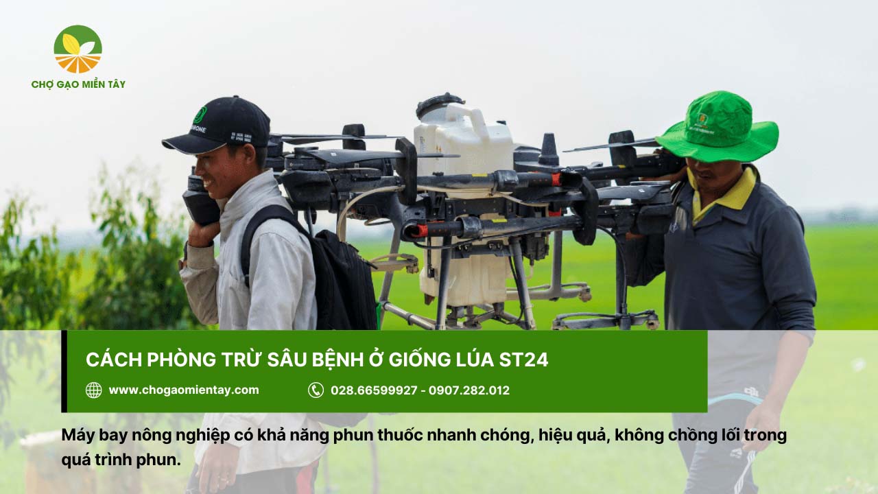 Đặc tính giống ST24 và kỹ thuật giúp gieo trồng hiệu quả hiện nay 6 Nhiều nông dân sử dụng máy bay nông nghiệp để phòng trừ sâu bệnh ở giống lúa ST24