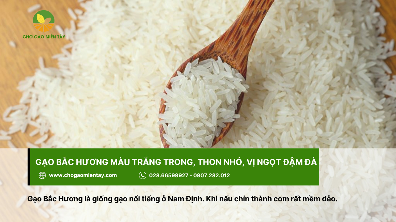 Top 10 các loại gạo ngon nhất Việt Nam được ưa chuộng 7 Gạo thơm Bắc Hương được trồng nhiều ở Nam Định