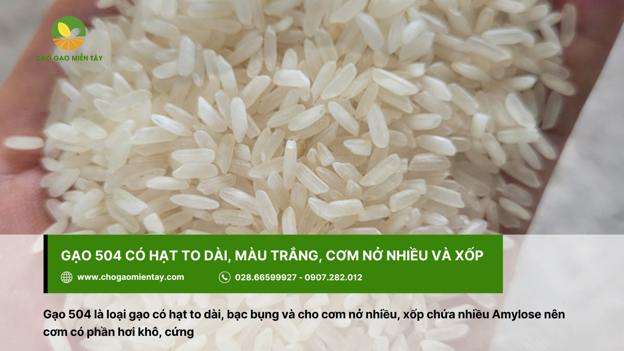 Tổng Hợp Các Tính Chất Của Các Gạo Phổ Biến Nhất 8 Gạo 504 có hạt to, dài, màu trắng, cơm nở nhiều và xốp