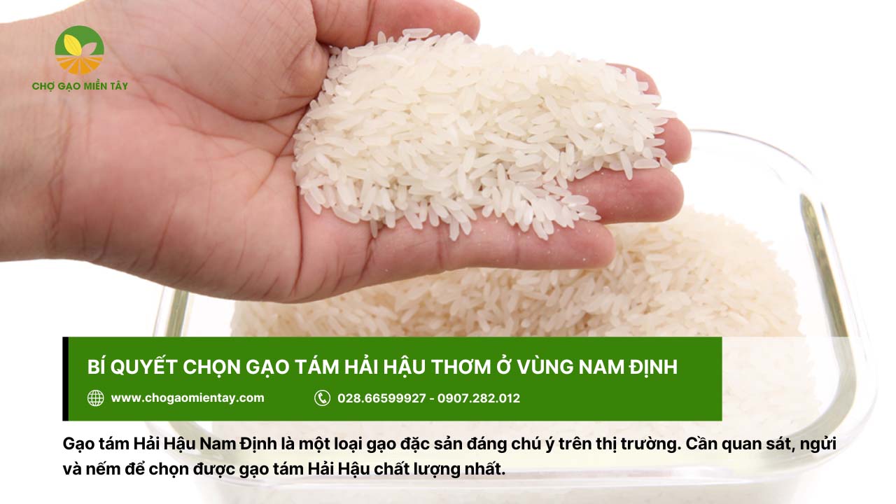 Gạo Tám Hải Hậu 8 Gạo tám Hải Hậu ở vùng Nam Định có màu trắng đồng đều