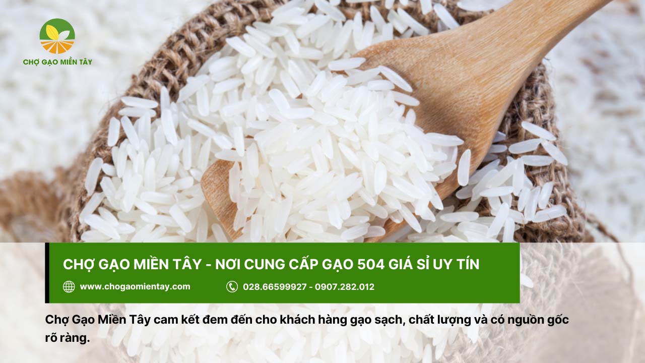 Gạo 504 9 8 cho gao mien tay cung cap nguon gao 504 sach