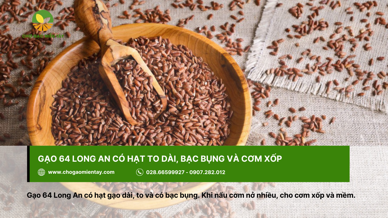 Tổng Hợp Các Tính Chất Của Các Gạo Phổ Biến Nhất 9 Gạo 64 Long An với hạt to, dài, cho cơm xốp