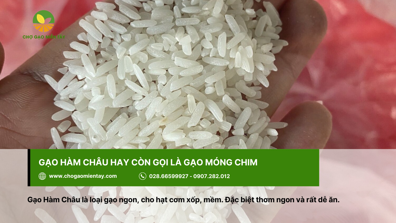Top 10 các loại gạo ngon nhất Việt Nam được ưa chuộng 11 Gạo Hàm Châu còn tên gọi khác là gạo Móng Chim