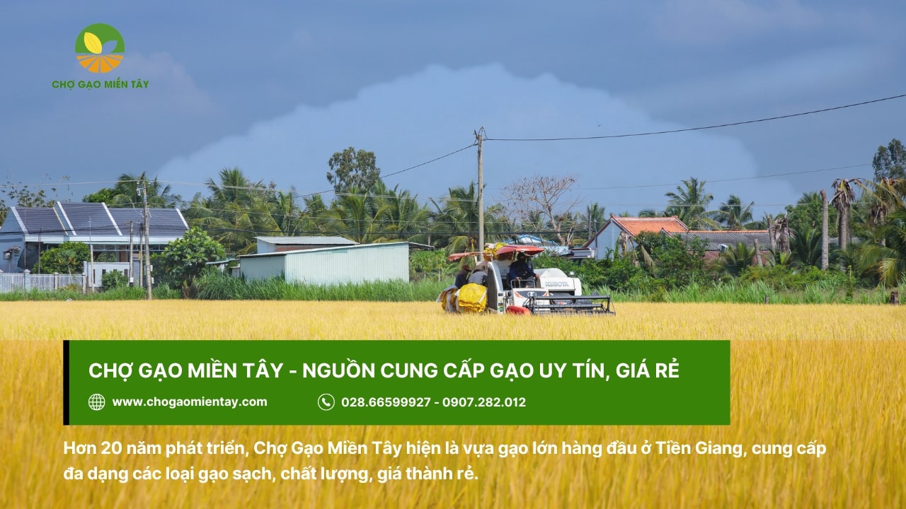 Cửa hàng bán gạo sạch gần đây uy tín giá tốt tại TPHCM 6 Bán gạo sạch hoàn toàn không chứa hóa chất độc hại Chợ Gạo Miền Tây