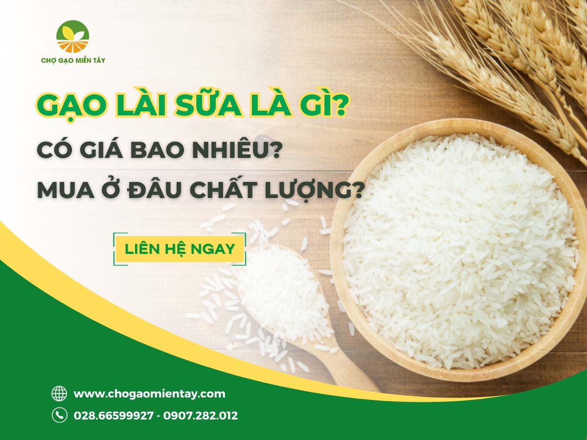 Gạo Lài Sữa 1 Gạo lài sữa là gì? Có giá bao nhiêu? Mua ở đâu thì chất lượng?