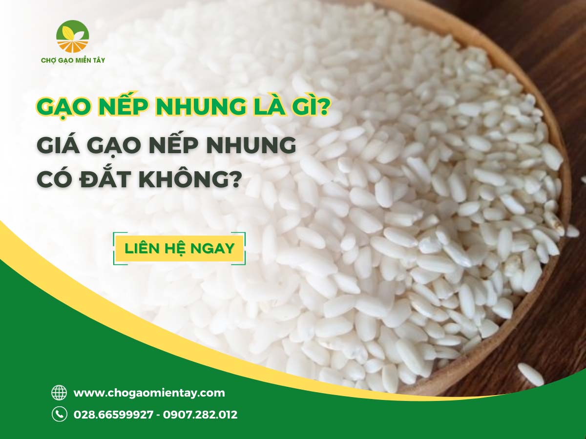 Gạo Nếp Nhung 1 Gạo nếp Nhung là gì? Giá gạo nếp Nhung có đắt không?