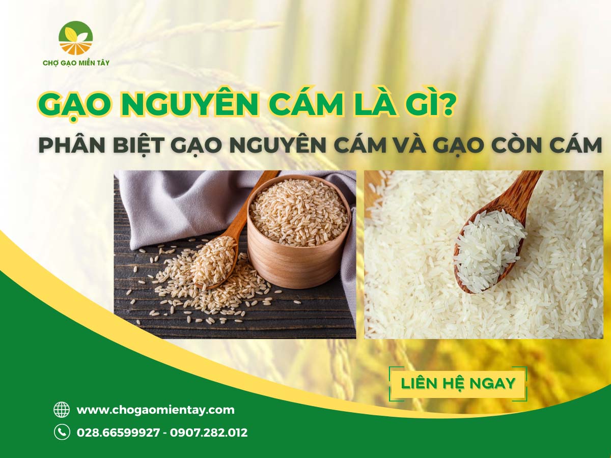 Gạo nguyên cám là gì? Phân biệt giữa gạo nguyên cám và gạo còn cám 1 Gạo nguyên cám là gì? Phân biệt giữa gạo nguyên cám và gạo còn cám