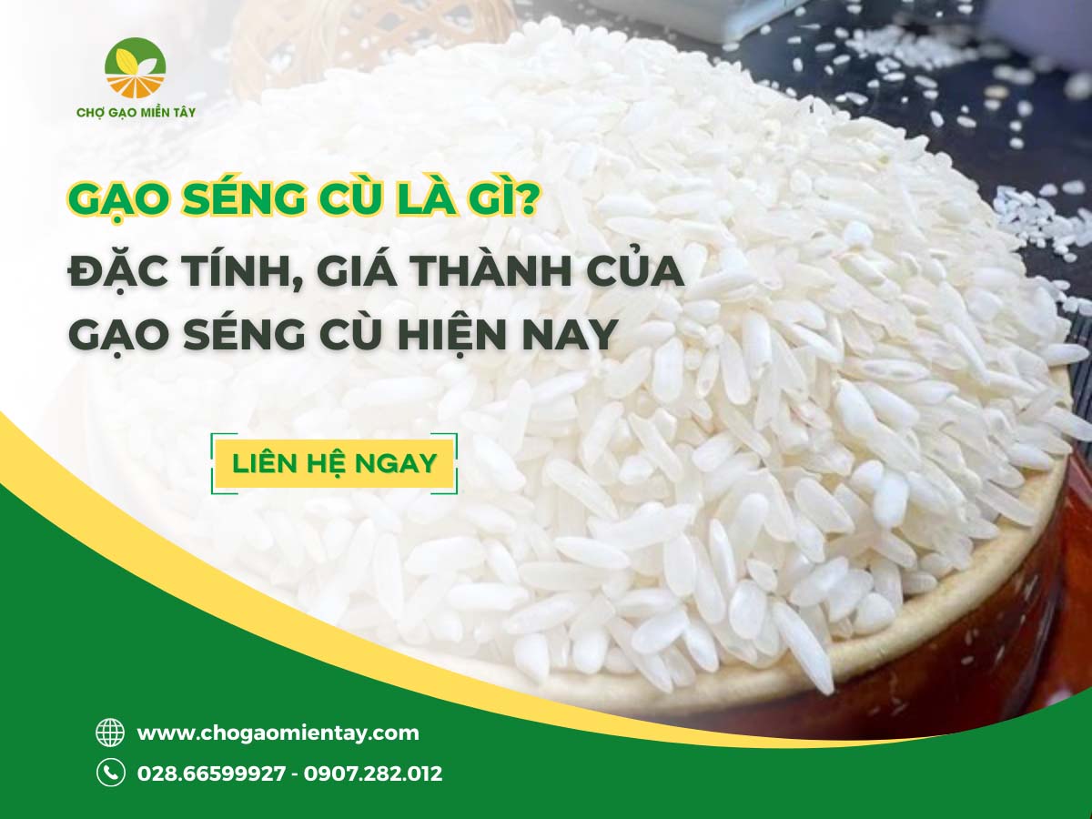 Gạo Séng Cù 1 Gạo Séng Cù là gì? Đặc tính, giá thành của gạo Séng Cù hiện nay